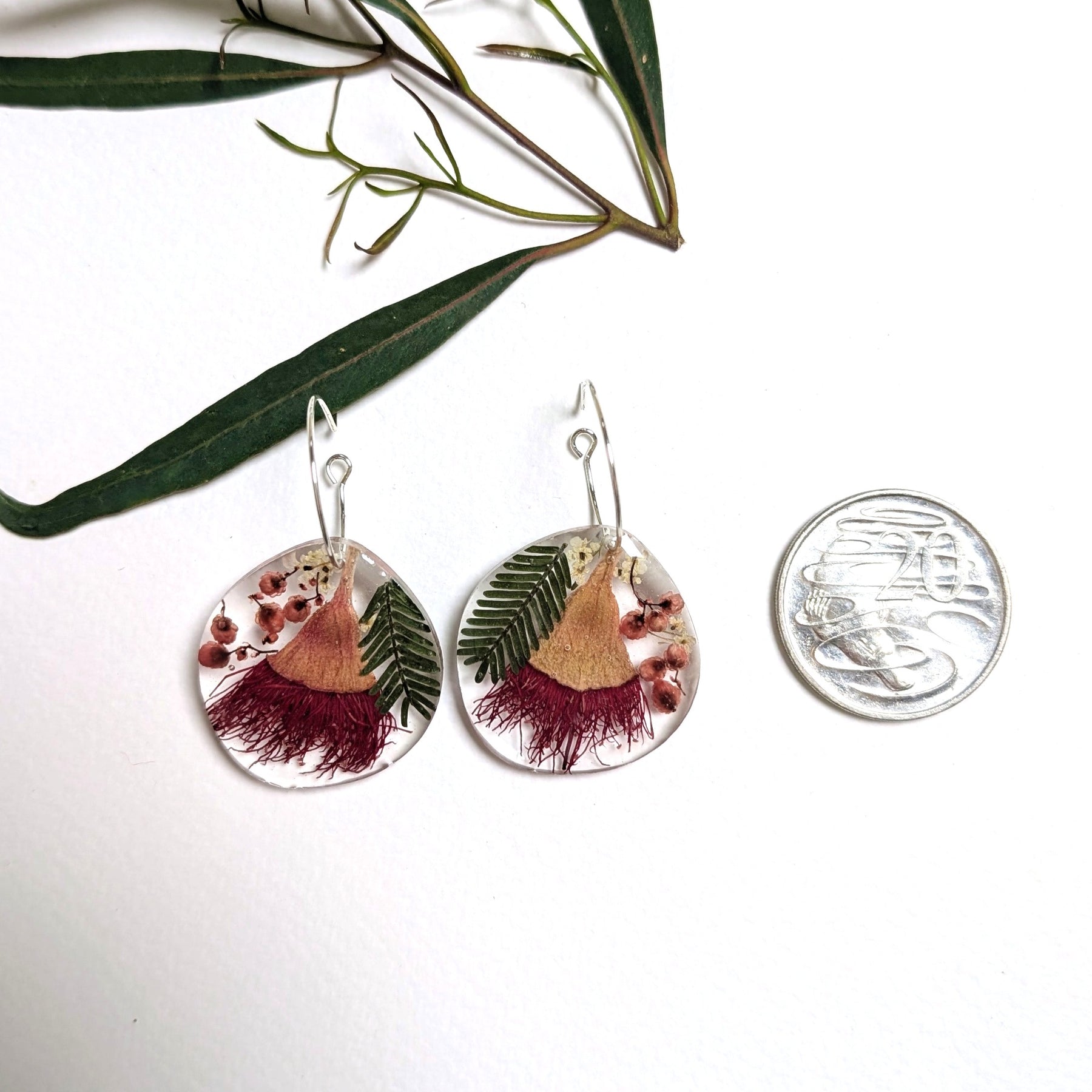 Red flowering gum, Aussie natives