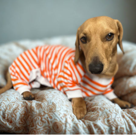 Pyjamas/Pajamas for Dogs. Dachshunds, chihuahua, standard dogs, variety of sizes. Organic ribbing range.