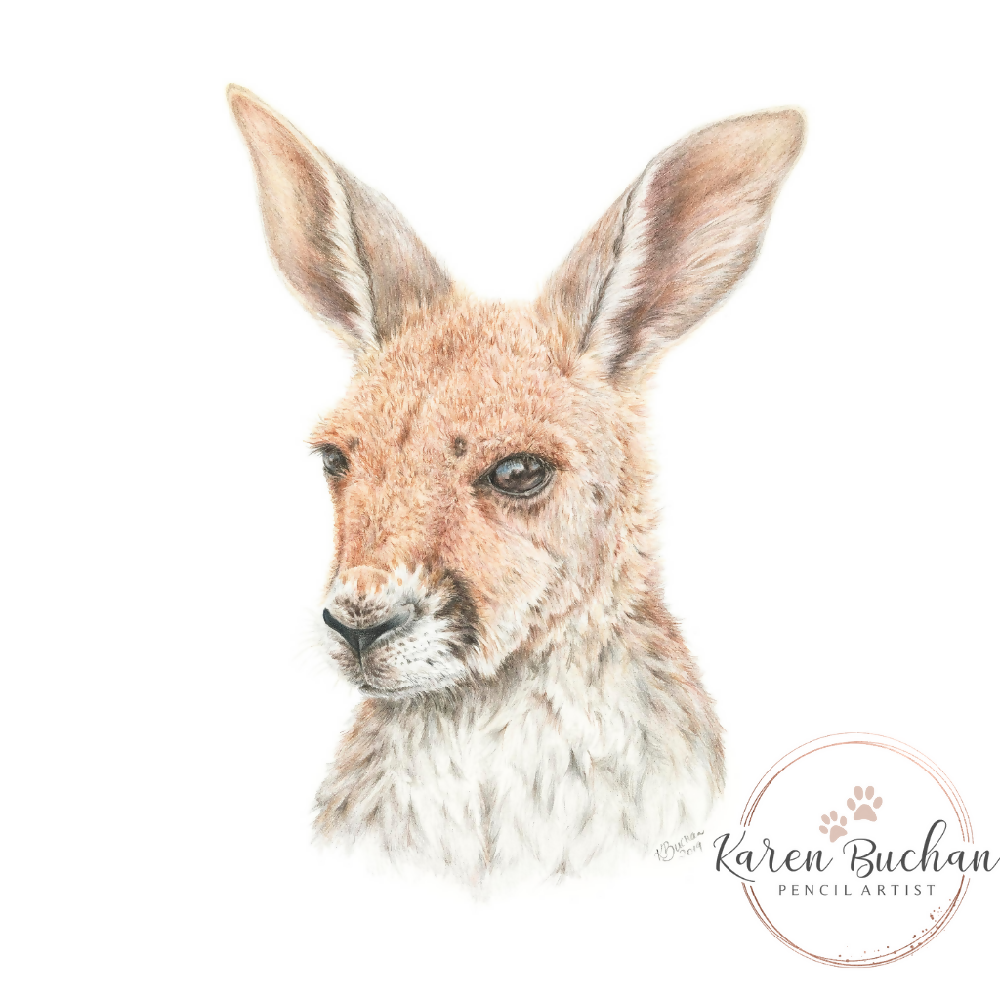 Blank Greeting Card - Red Kangaroo Joey