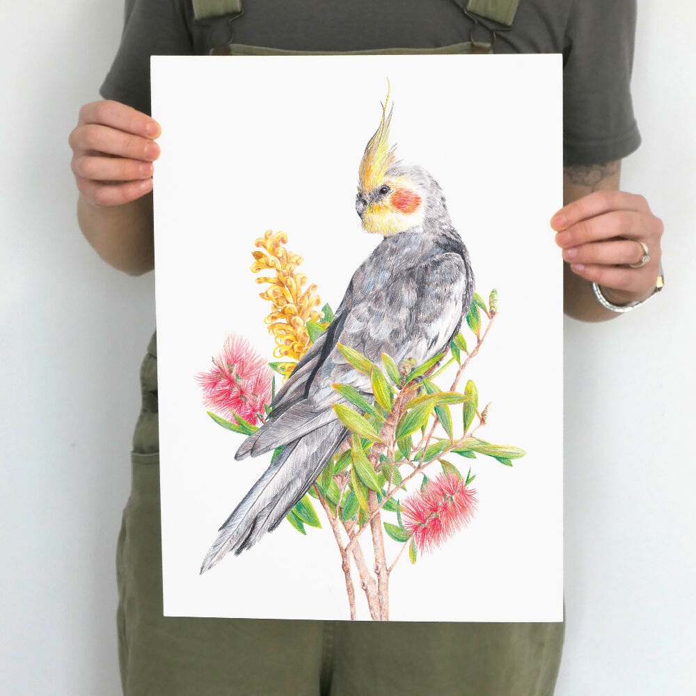 A4 art print of a cockatiel amongst Australian native flowers, by Australian bird artist Kayla Reay.