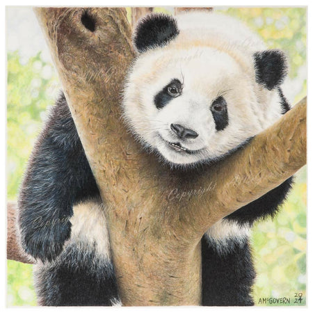 Panda | Art Print |