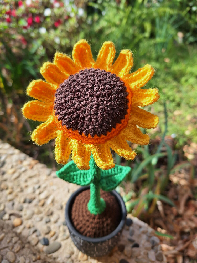 sunflower face