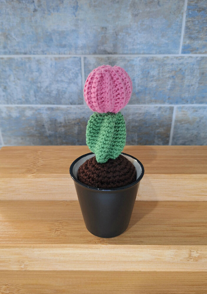 pink ball cactus