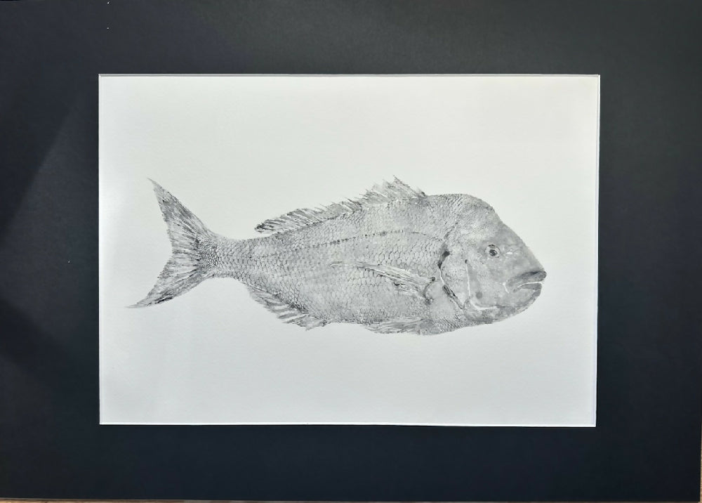 Gyotaku Fish Print Wall Art - Snapper