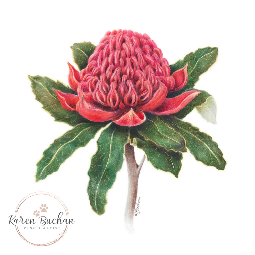 Australian-artist-wall-art-waratah-closeup