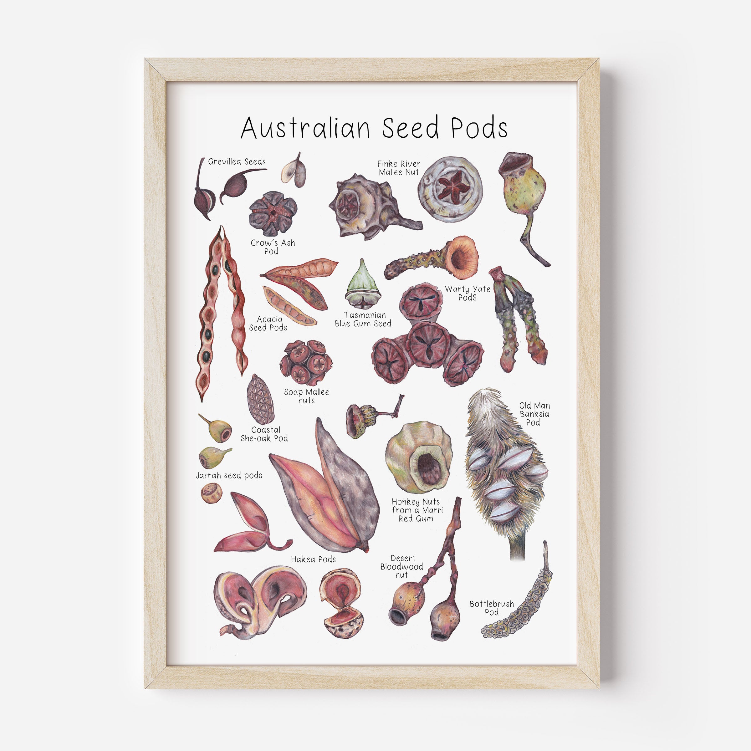 Australian Seed Pod Poster - A3 size