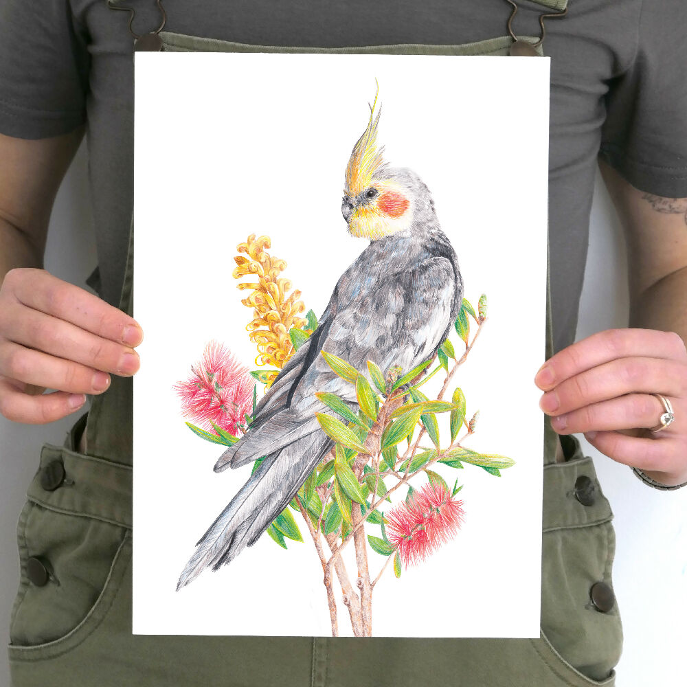 A4 art print of a cockatiel amongst Australian native flowers, by Australian bird artist Kayla Reay.