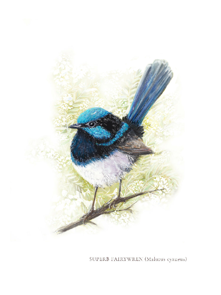 Superb Fairywren (Malurus cyaneus) Art Print by Kathleen Quinert at Ark Hill Studio in South Gippsland