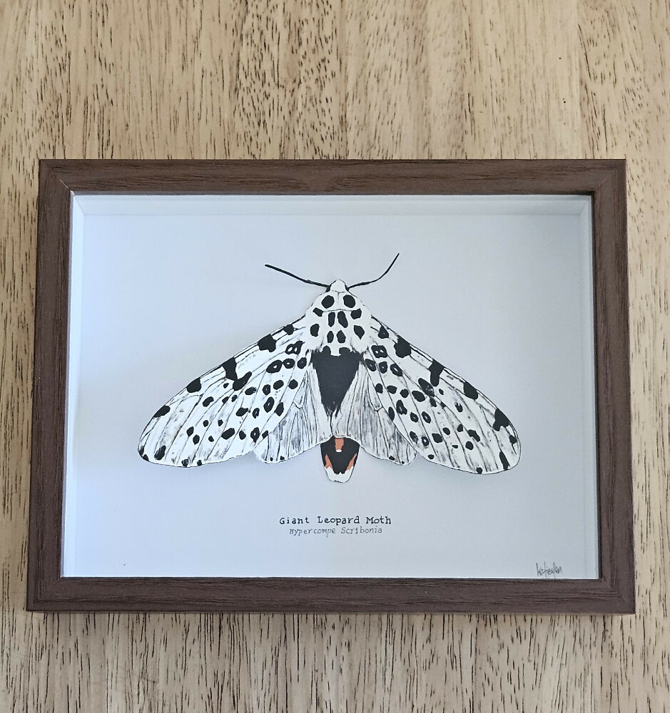 Faux Taxidermy Shadow Box Art - 'Giant Leopard Moth'