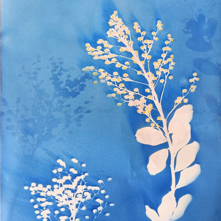 Acacia blossom- original cyanotype