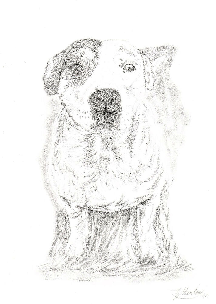 Graphite Pet Portrait A5