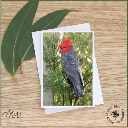 Blank Greeting Card - Male Gang-gang in a Tree Photo