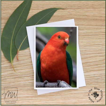 Blank Greeting Card - Male King Parrot