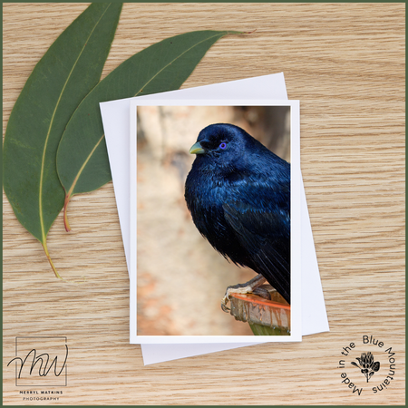Blank Greeting Card - Male Satin Bowerbird Photo