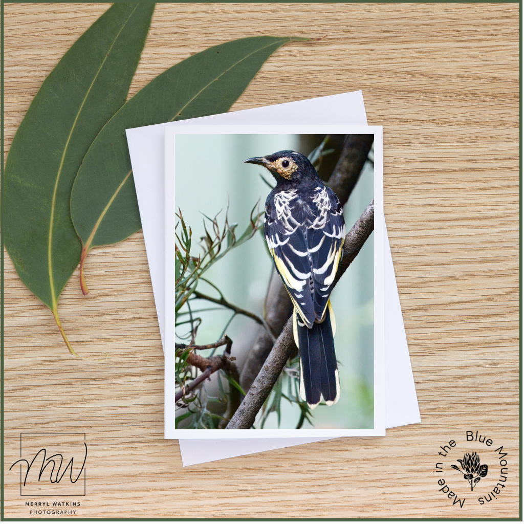 Blank Greeting Card - Wild Male Regent Honeyeater Photo