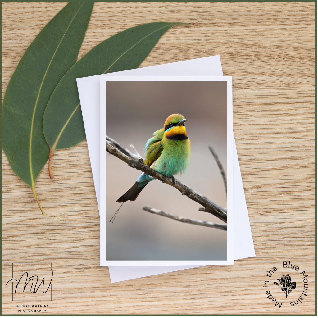 Blank Greeting Card - Male Rainbow Bee-eater Photos