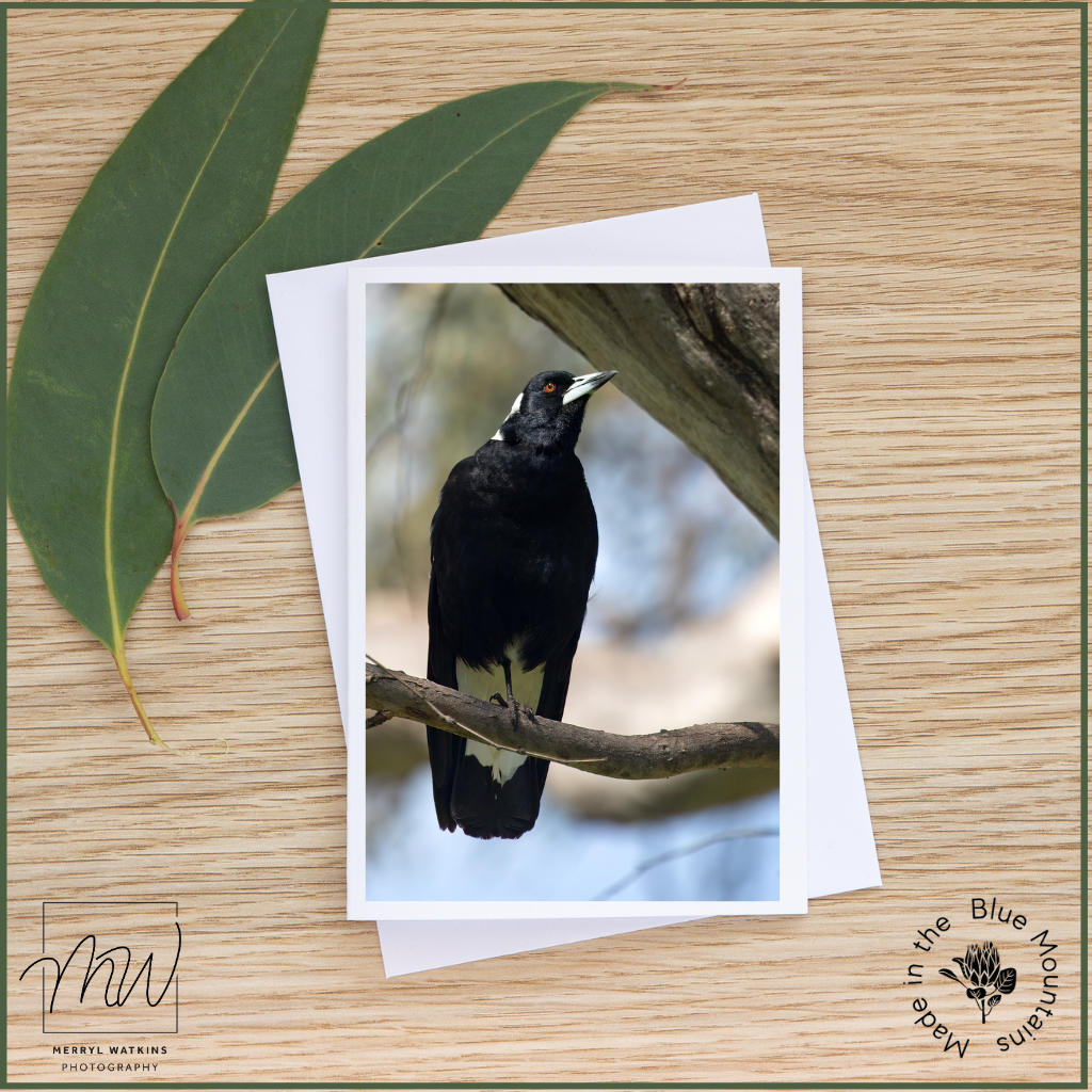 Blank Greeting Card - Australian Magpie
