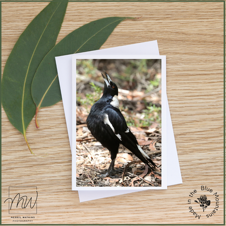 Blank Greeting Card - Australian Magpie Singing