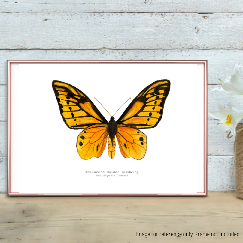 the fauna series - wallaces golden birdwing butterfly