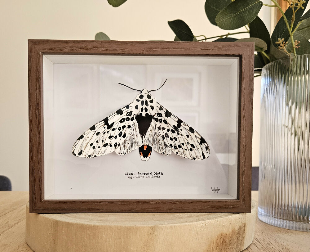 Faux Taxidermy Shadow Box Art - 'Giant Leopard Moth'