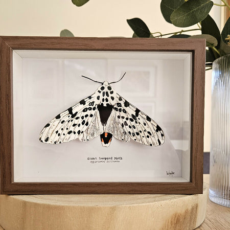 Faux Taxidermy Shadow Box Art - 'Giant Leopard Moth'