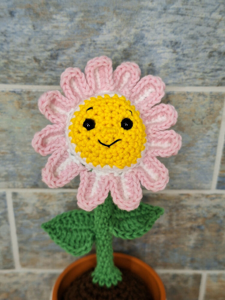 pink daisy face