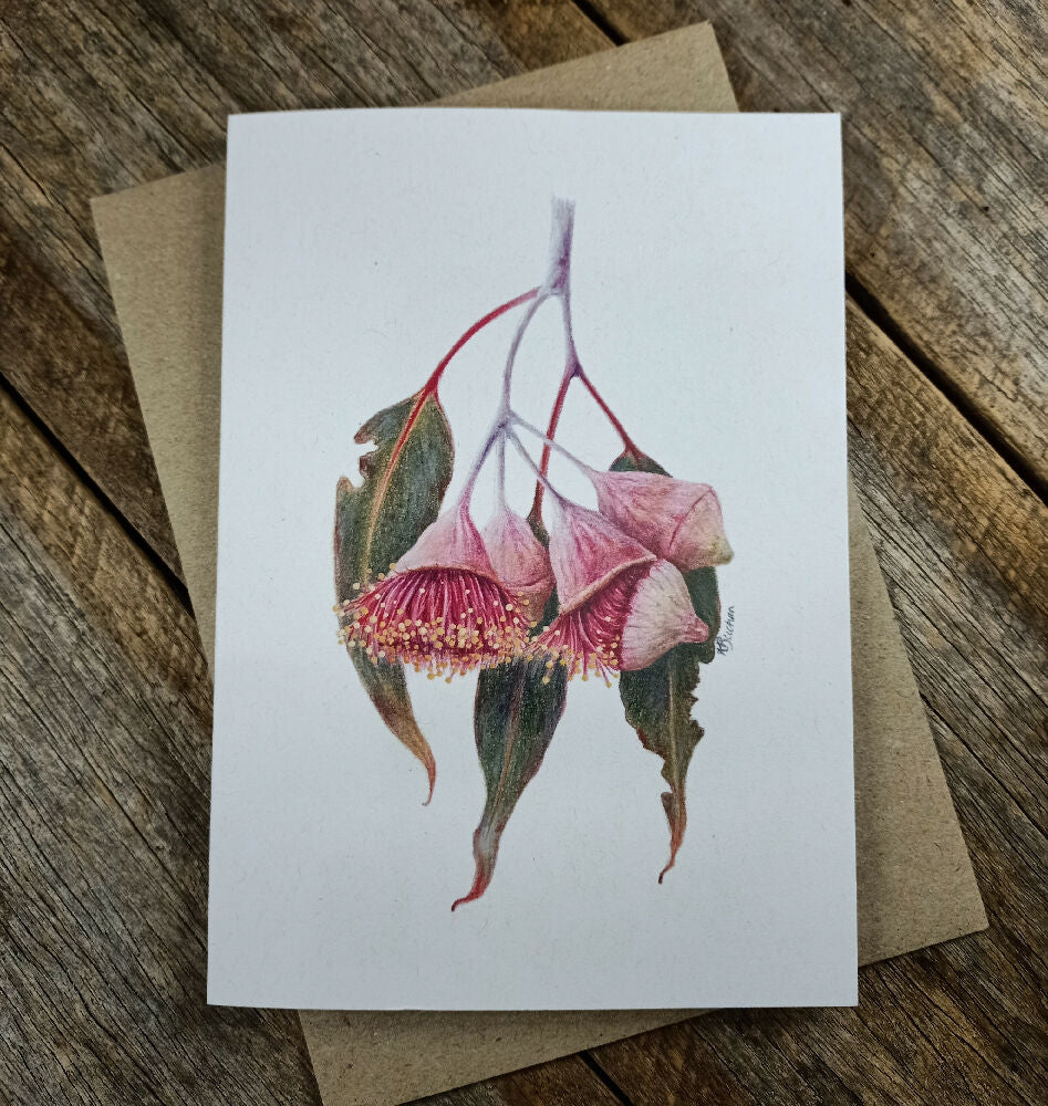 Blank Greeting Card - Eucalyptus Gum Blossom