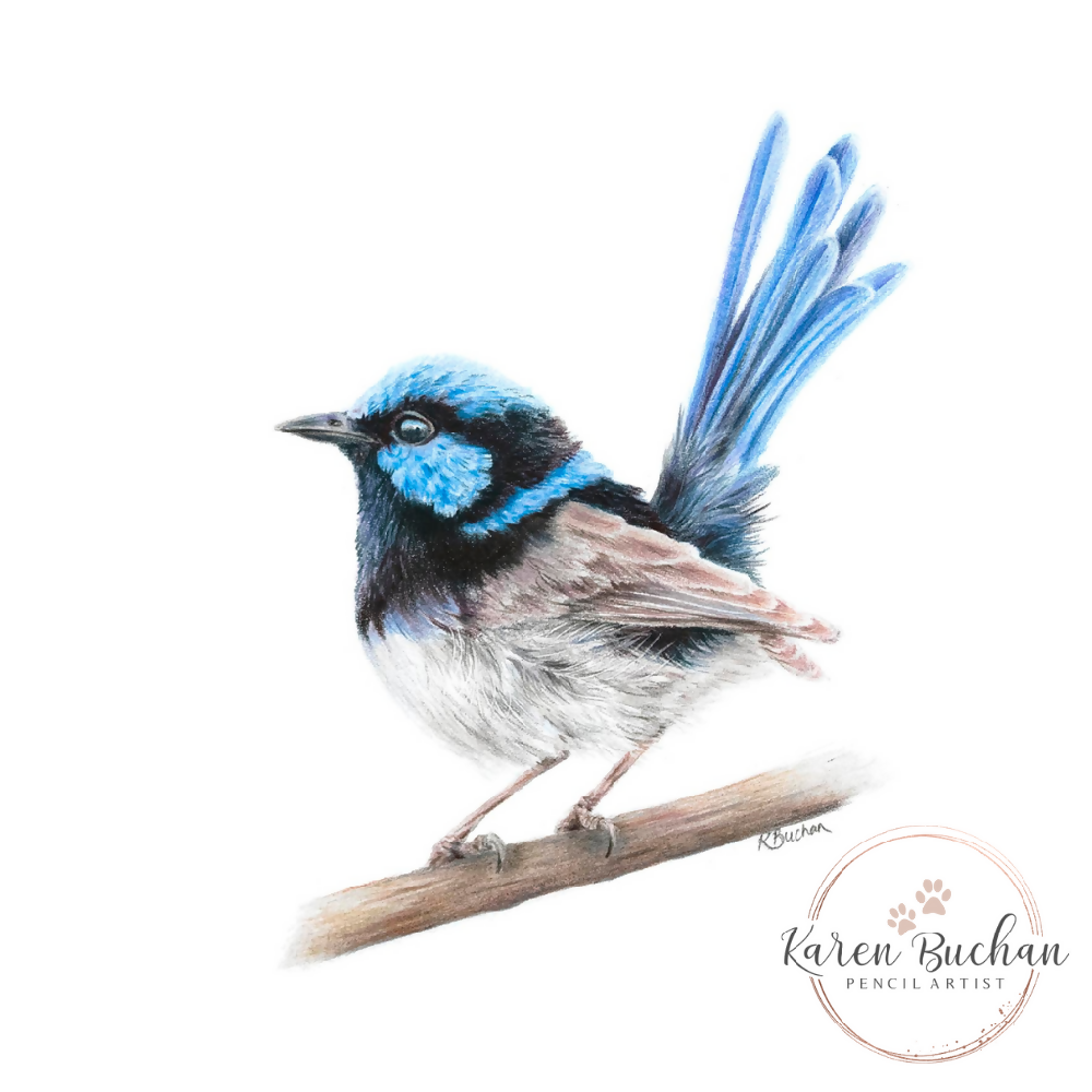 Australian-artist-wall-art-superb-fairy-wren-closeup