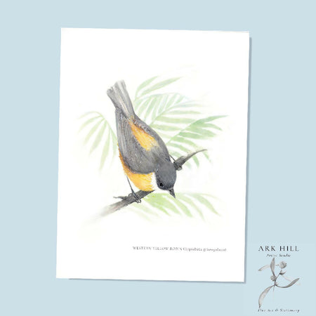 Western Yellow Robin - Australian Tiny Birds Series