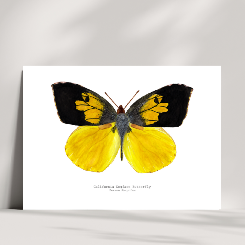 art print - the fauna series - california dogface butterfly