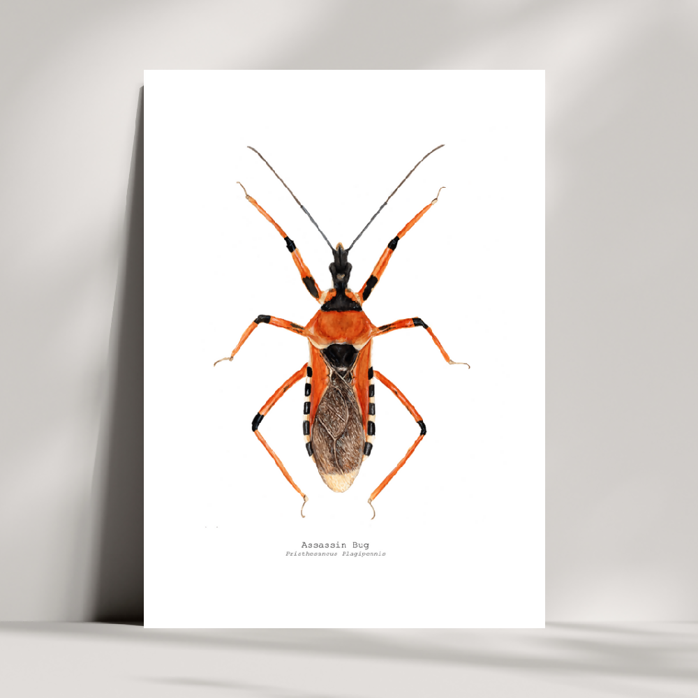 art print - the fauna series - assassin bug