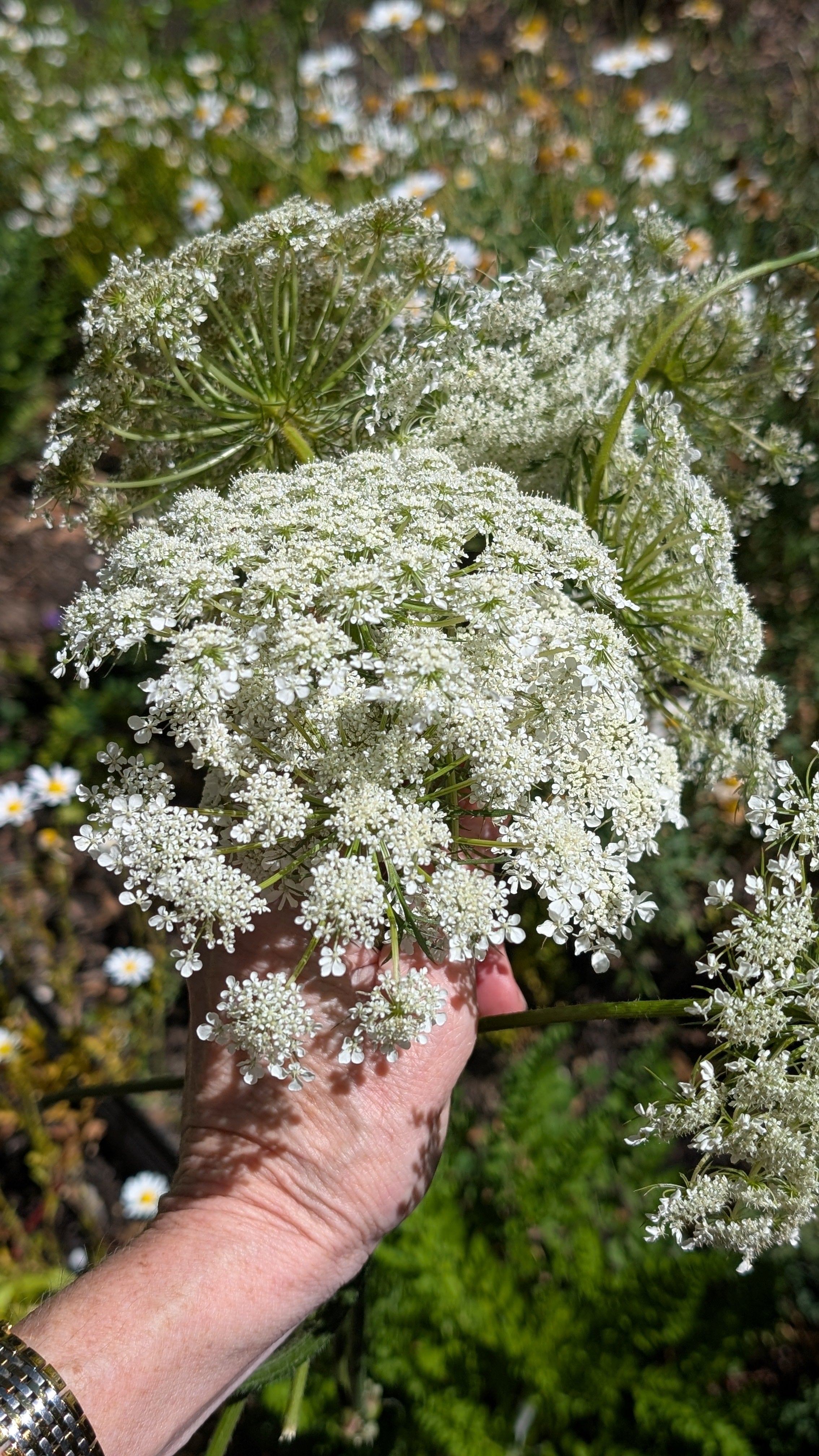 Elegant, heart shaped Queen Anne's Lace earrings