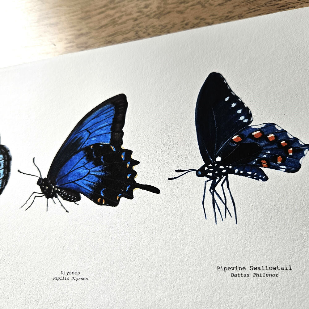 watercolour art print - insect series - blue butterfly trio