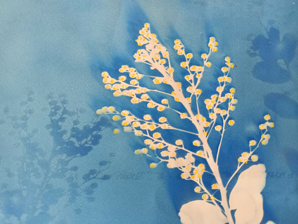 Acacia blossom- original cyanotype