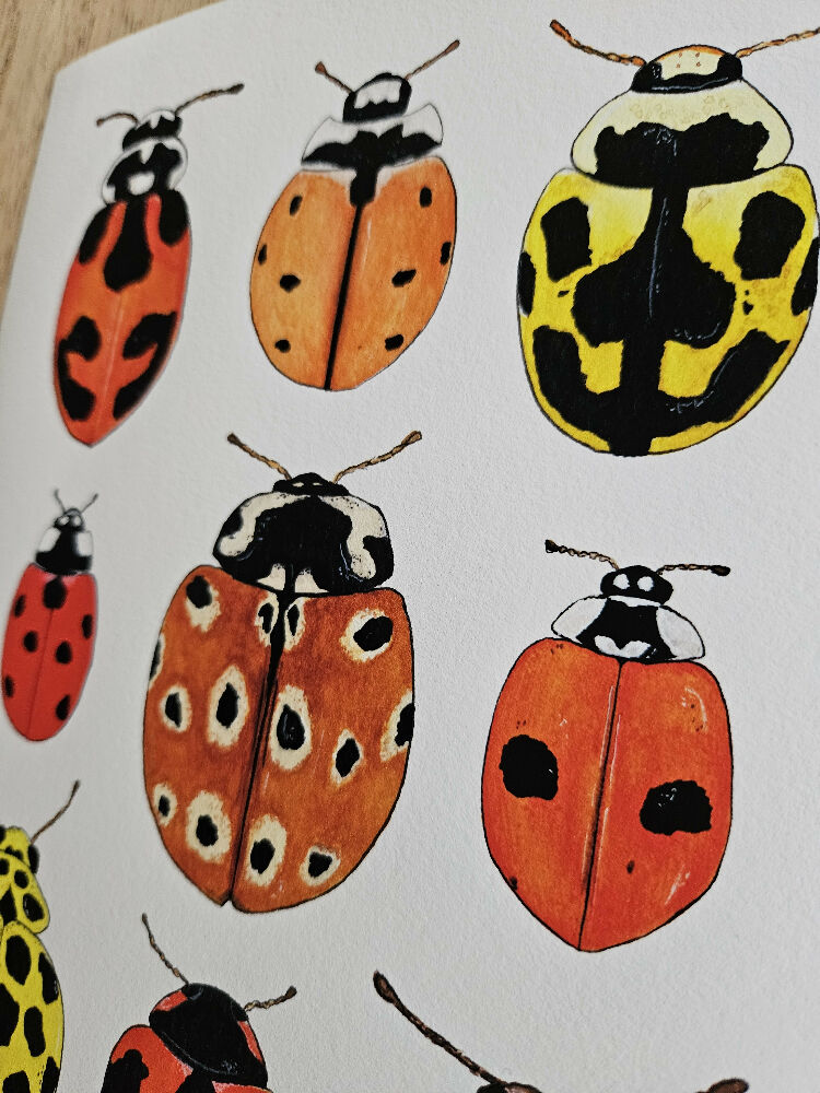 the fauna series - ladybug collage