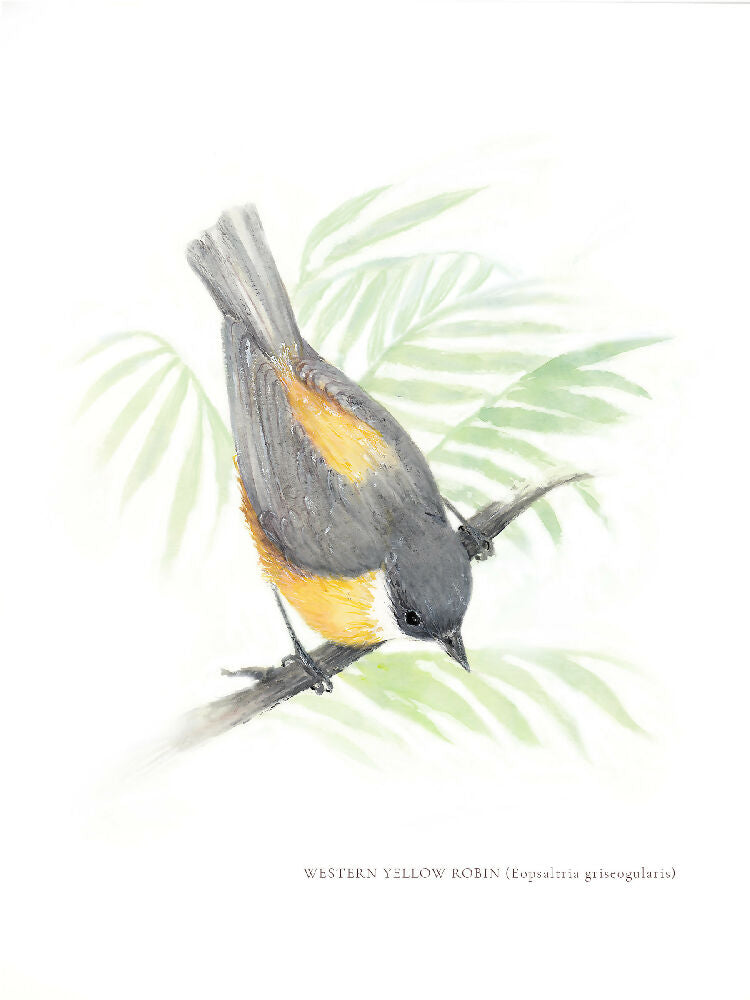 Western Yellow Robin (Eopsaltria griseogularis) painted by Kathleen Quinert at Ark Hill Studio in South Gippsland