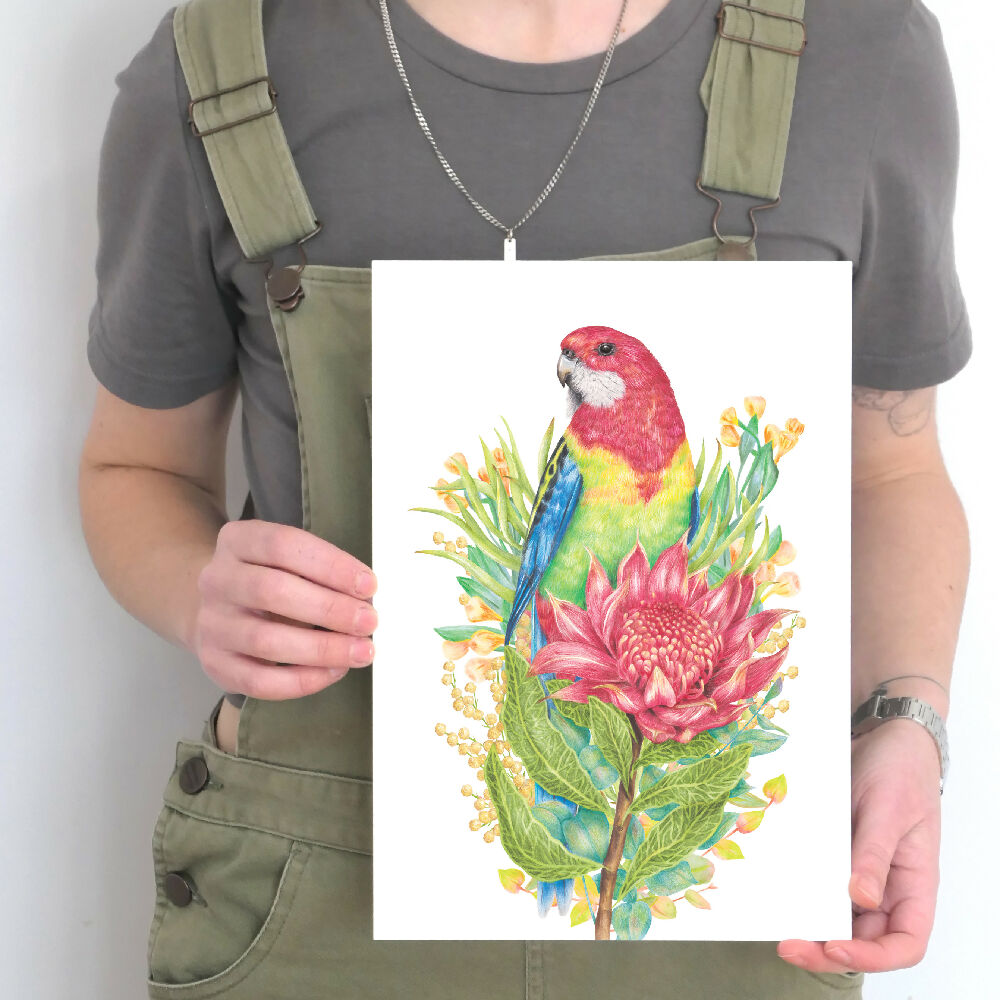 A4 art print of an Eastern Rosella with a waratah flower, by Australian bird artist Kayla Reay.