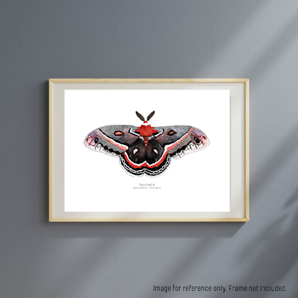 the fauna series - cecropia moth