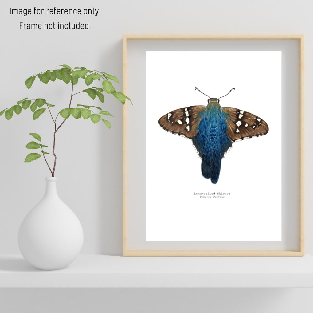 the fauna series - long-tailed skipper butterfly