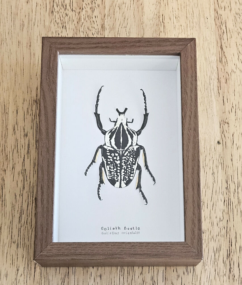 Faux Taxidermy Shadow Box Art - 'Goliath Beetle'