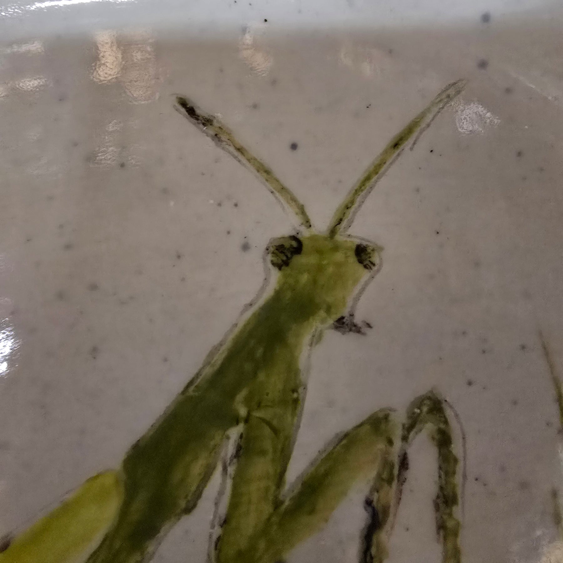 Praying mantis plate