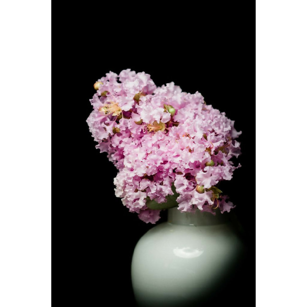 pink crepe myrtle fine art floral photography