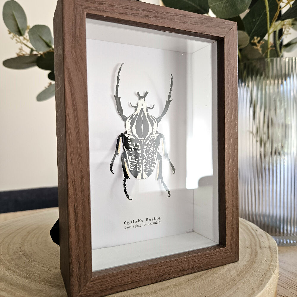 Faux Taxidermy Shadow Box Art - 'Goliath Beetle'