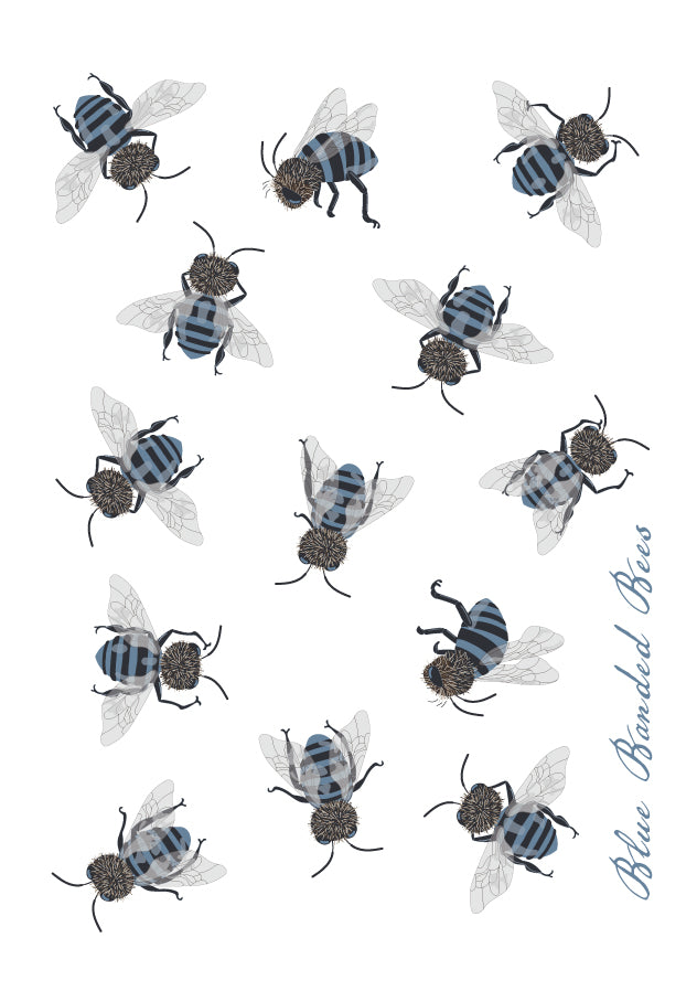 Australian Blue Banded Bee Blank Greeting Card