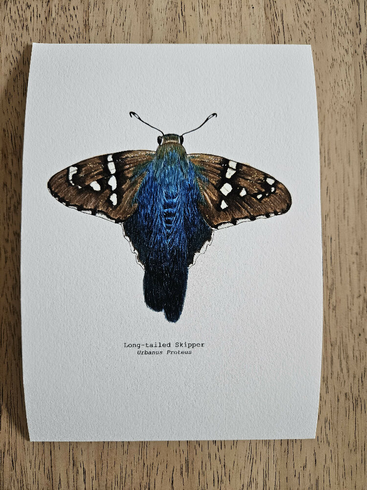 the fauna series - long-tailed skipper butterfly