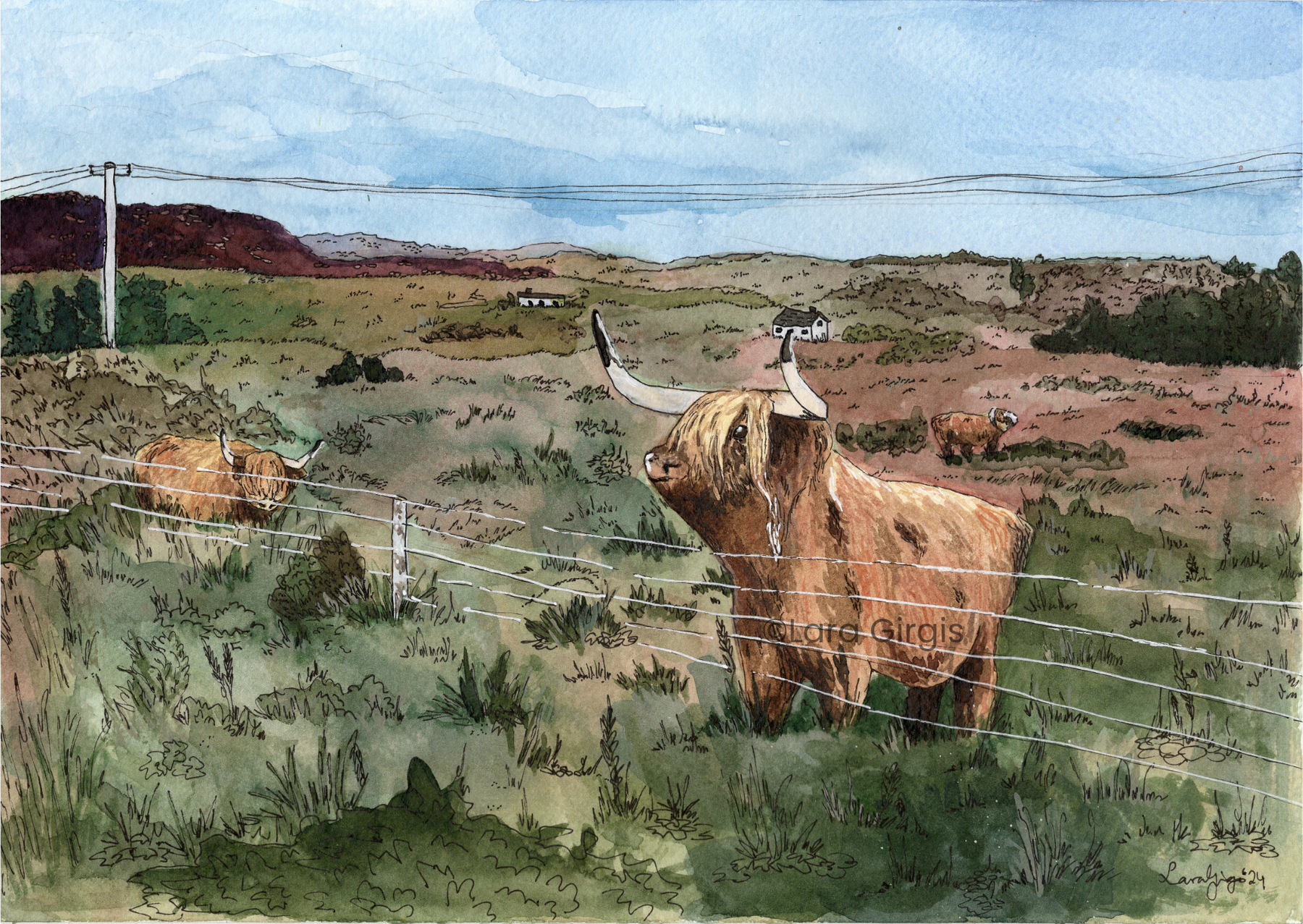 Highland Cows - art print