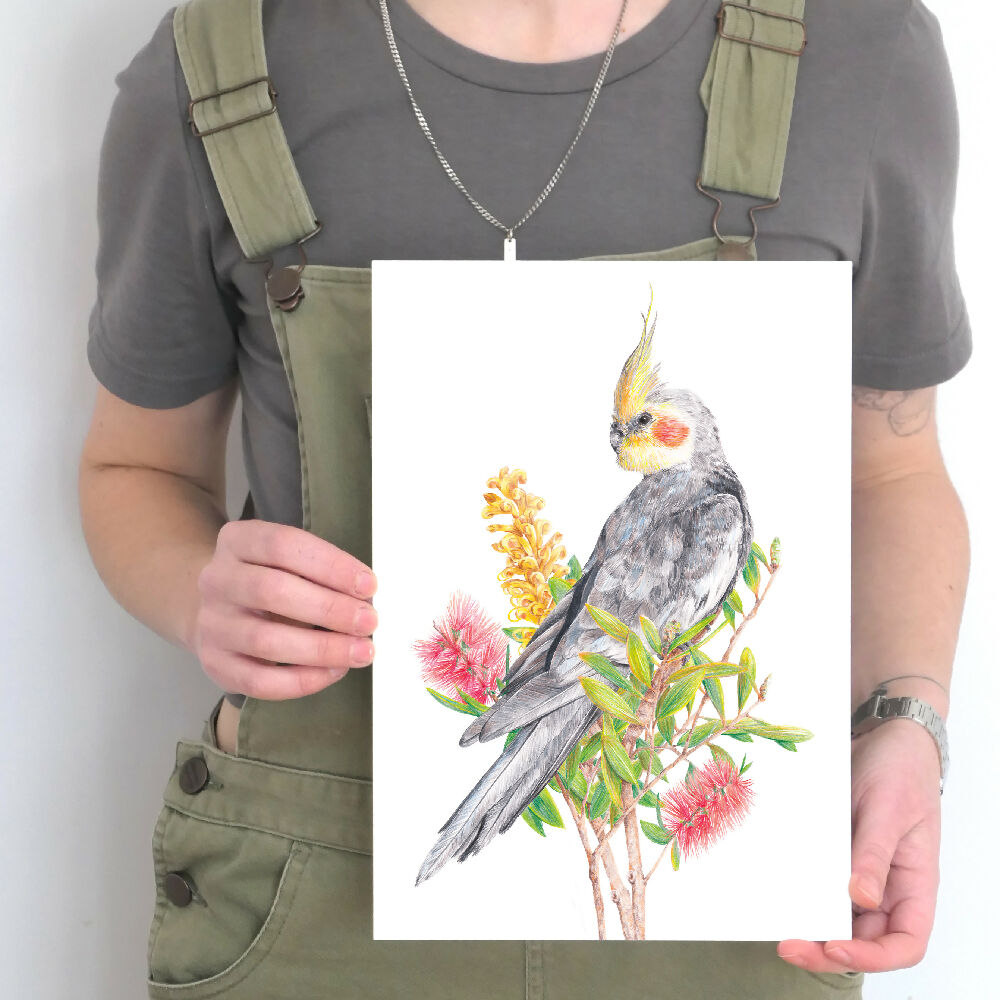 A4 art print of a cockatiel amongst Australian native flowers, by Australian bird artist Kayla Reay.