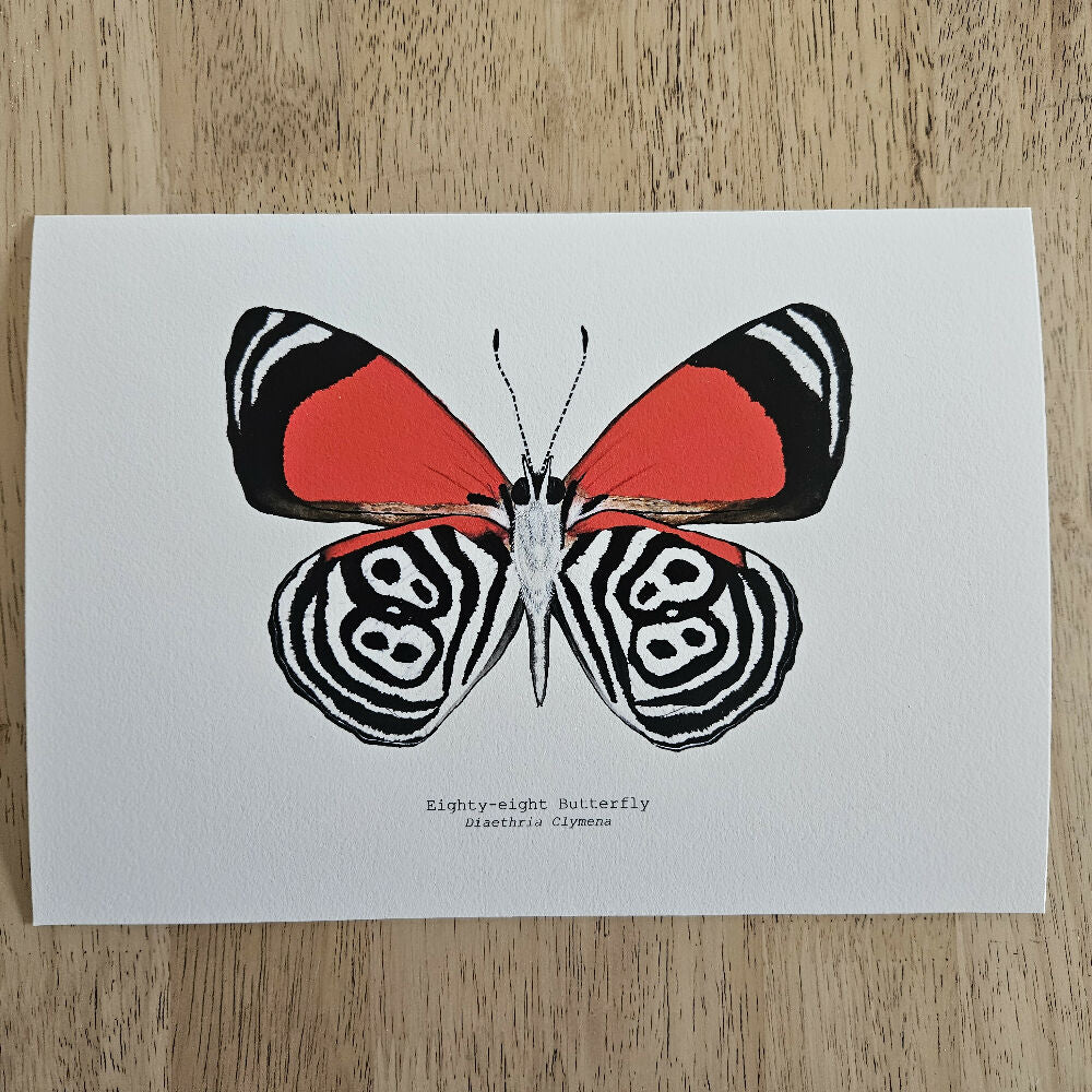 art print - the fauna series - eighty-eight butterfly