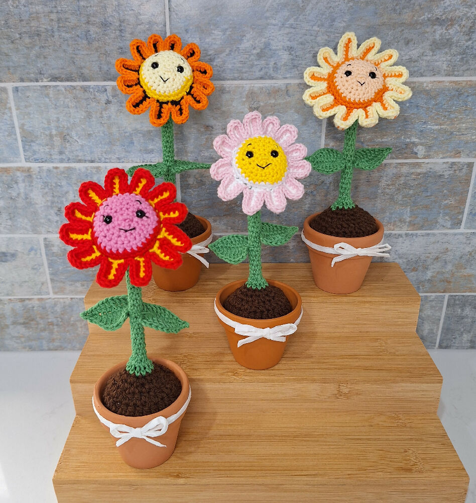 daisies in pots