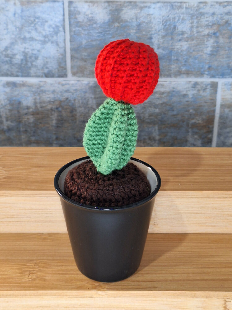 red ball cactus